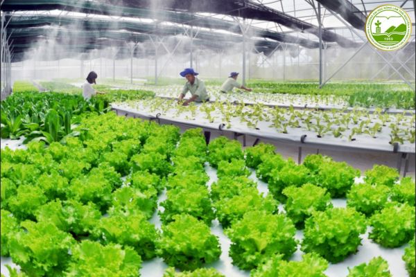 Giải pháp trồng trọt